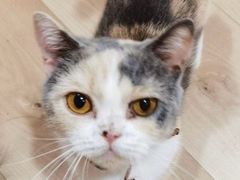 -Bastet sally猫舍购宠(静安店)