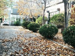 -三里屯东五街银杏大道