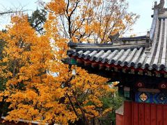 -香山公园