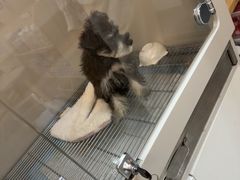 -唐小姐の私宠·宠物洗护美容·撸猫馆·购宠(周浦万达旗舰店)