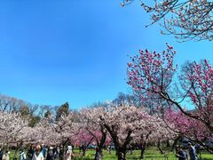 -北海道神宫