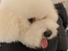 -艾贝尔宠物医院 ·中兽医·宠保定点(北门桥店)