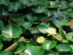 -池杉湖湿地公园