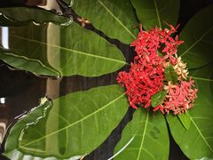 -西双版纳融创皇冠假日度假酒店