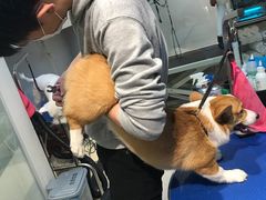 -PETKIT 小佩宠物·低压洗护·美容·寄养(安远店)