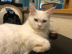 -猫小院猫主题咖啡厅(北锣店)