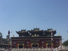 -塔尔寺菩提树