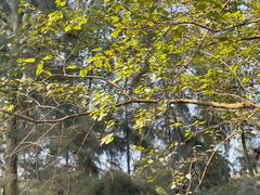 -南宁良凤江国家森林公园