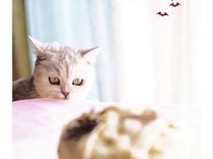 -福气鲜活面包·生日蛋糕