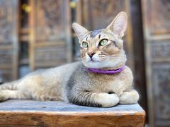 -喵屿·大理花园猫咖