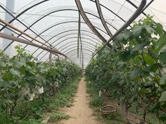 -马陆小张葡萄园农家乐