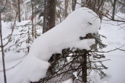 -大秃顶子山
