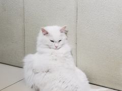 -平行世界·猫咖(首经贸店)