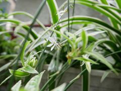 -老味道(田子坊店)