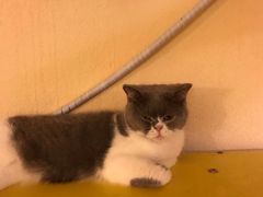 -猫友咖啡店(玉林西路店)
