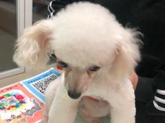 -宠福鑫康馨动物医院·骨科·眼科