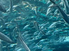 -上海海洋水族馆