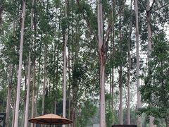 -桉树林A coffee 森林餐厅(三圣乡店)