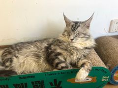 -猫在这儿猫咪咖啡馆·撸猫馆