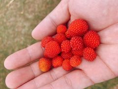 -大姆山草场
