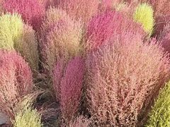 -天津东丽湖风景区