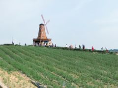 -大塘金香草谷