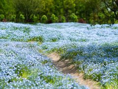 -花开海上生态园