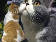 -喵的天空名猫咖啡馆·撸猫·猫舍·用品