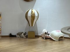 -1013 PET SHOP精品宠物商店(丁香店)