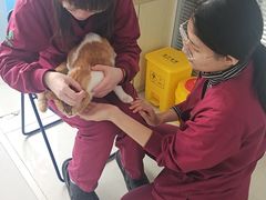 -瑞派福兴宠物医院犬猫全科·骨科·中西医结合(河东店)