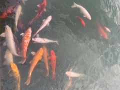 -深圳东部华侨城茵特拉根酒店