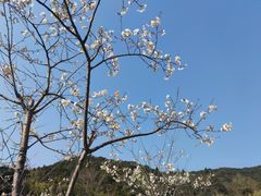 -广州市石门国家森林公园