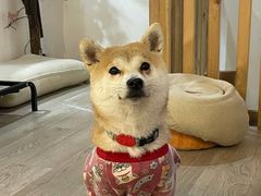 -柴迷FANS CLUB·柴犬狗咖·猫咖