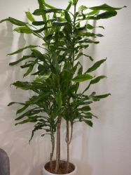 -薇薇安花系SPA
