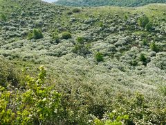-灵山