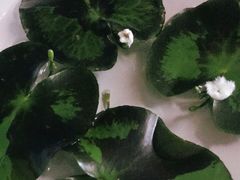 -秦美花卉(天朗·莱茵小城2期店)