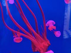 -西安曲江海洋极地公园