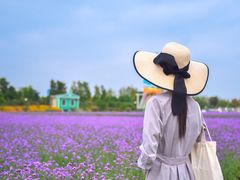 -荷兰花海