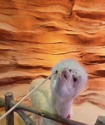 点击看大图 -酷嗒动物文化乐园(cutezoo西溪乐天城店)