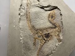 -辽宁古生物博物馆