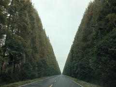 -黄海国家森林公园