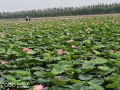 -西青郊野公园