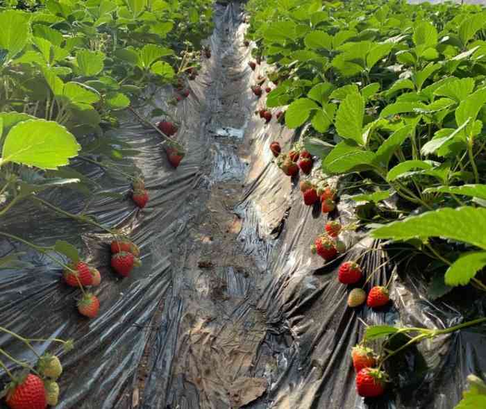 绿苑莓香草莓樱桃采摘中心-"朋友推荐的,离家近草莓也很好,带孩子过去
