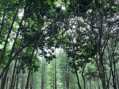 -广州市帽峰山景区