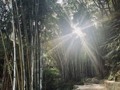 -黄埔油麻山森林公园