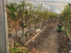 -马陆小张葡萄园农家乐