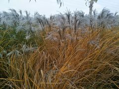 -羊亭河湿地公园