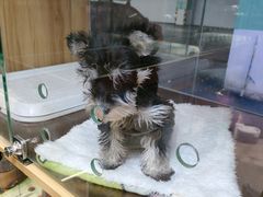 -FAELING PETS美天灵宠物(富力广场店)