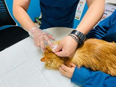 -康爱犬猫诊所·牙专科·骨外科·影像内科(丰宁店)