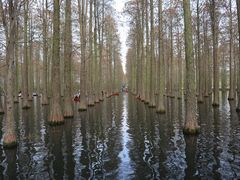 -渌洋湖湿地公园